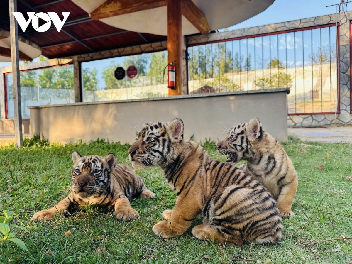 them ba ca the ho bengal chao doi trong so thu tai gia lai hinh anh 1