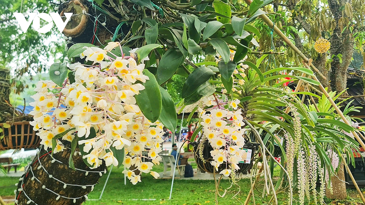 hoa lan khoe sac tai Den hung, diem nhan hap dan du khach dip gio to hung vuong hinh anh 6