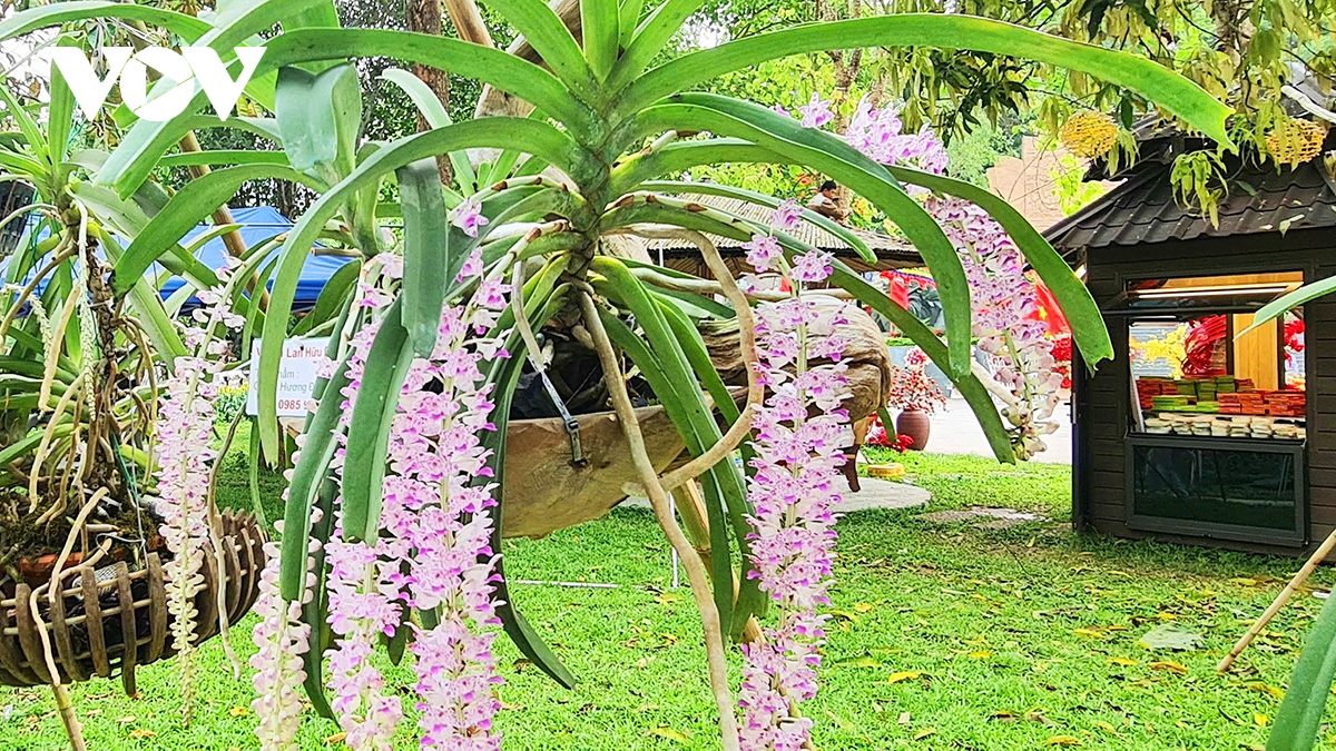 hoa lan khoe sac tai Den hung, diem nhan hap dan du khach dip gio to hung vuong hinh anh 5