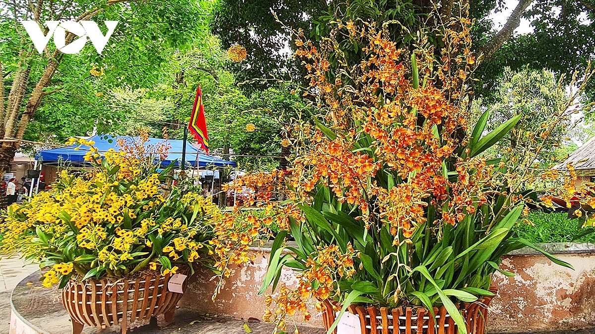 hoa lan khoe sac tai Den hung, diem nhan hap dan du khach dip gio to hung vuong hinh anh 4