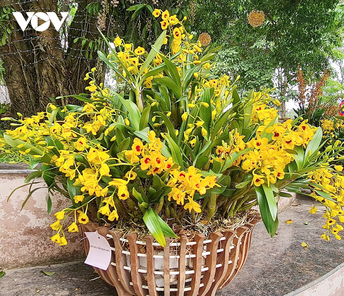 hoa lan khoe sac tai Den hung, diem nhan hap dan du khach dip gio to hung vuong hinh anh 3