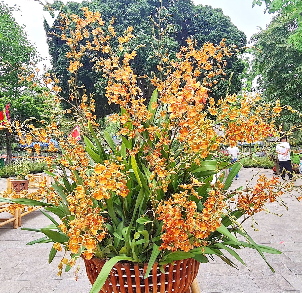 hoa lan khoe sac tai Den hung, diem nhan hap dan du khach dip gio to hung vuong hinh anh 1