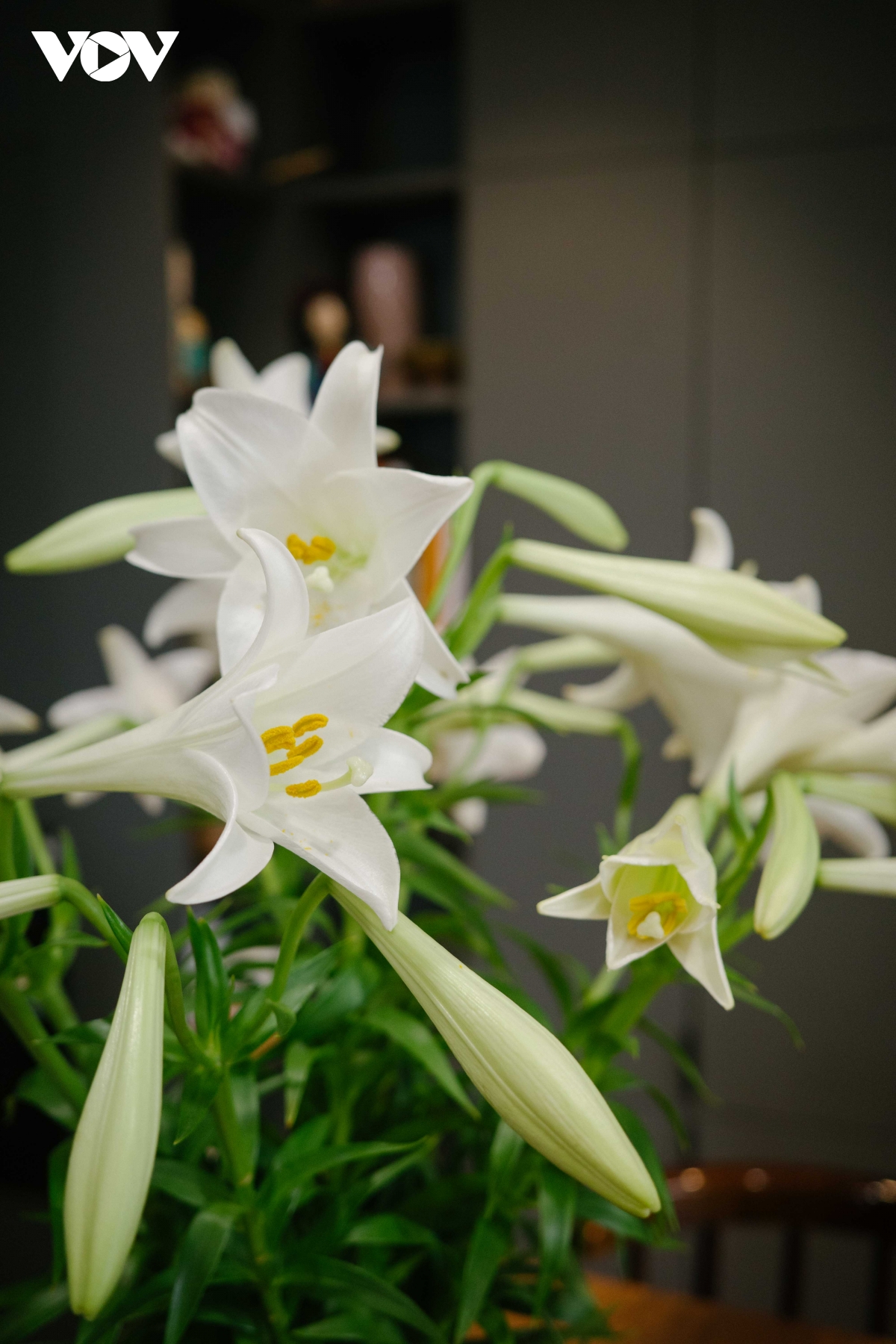 hoa loa ken cuoi thang tu khi ha noi lang le buoc sang mua nang hinh anh 1