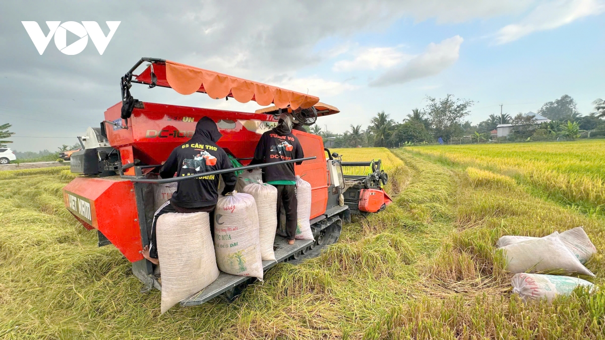 De an 1 trieu ha lua dinh hinh huong di san xuat xanh, phat thai thap hinh anh 2