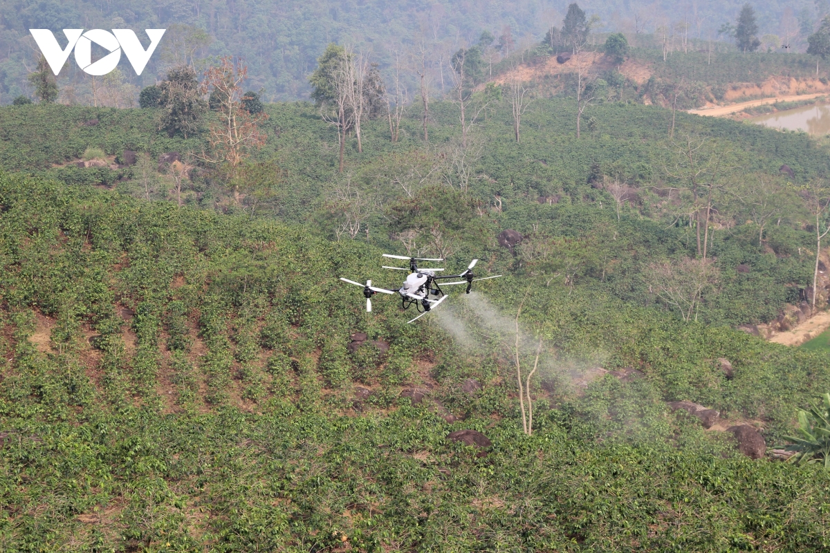 Dien bien phat dong trong 12.000ha ca phe, mac ca tren toan tinh hinh anh 2