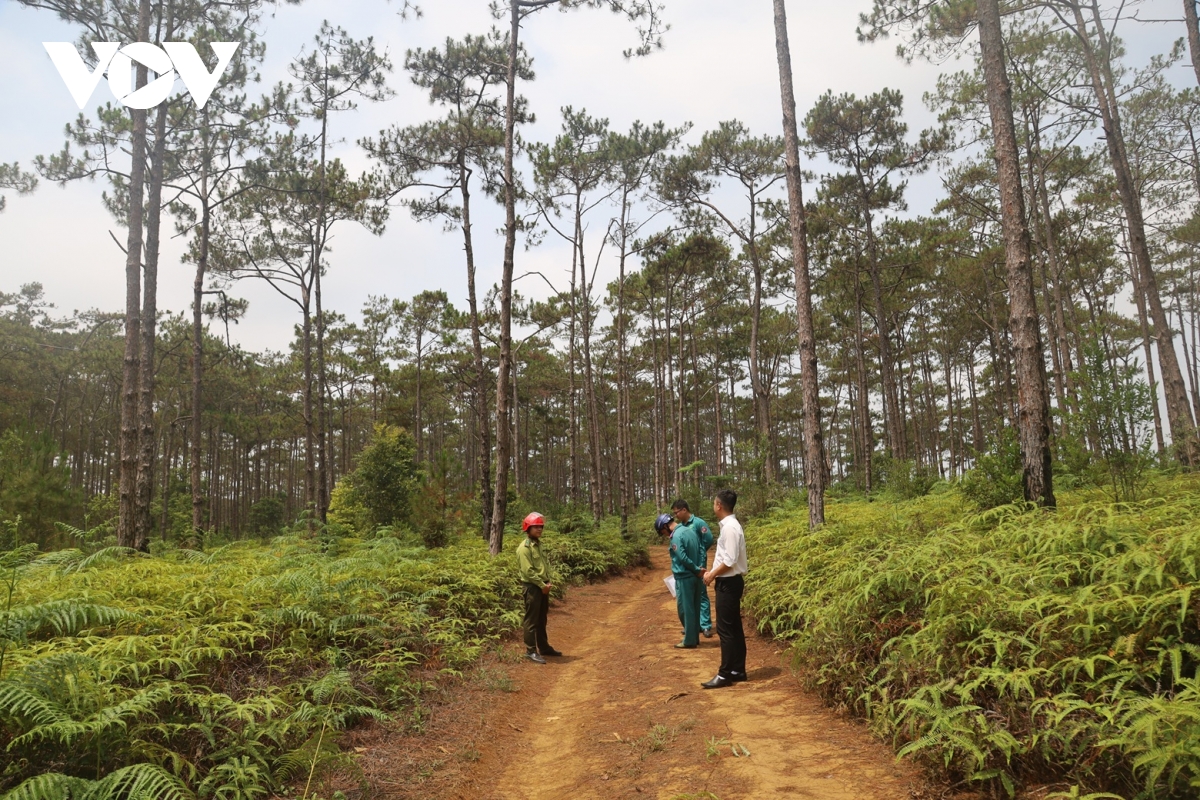 gan 83 ha rung o mang Den chuyen muc dich su dung de lam khu do thi hinh anh 1