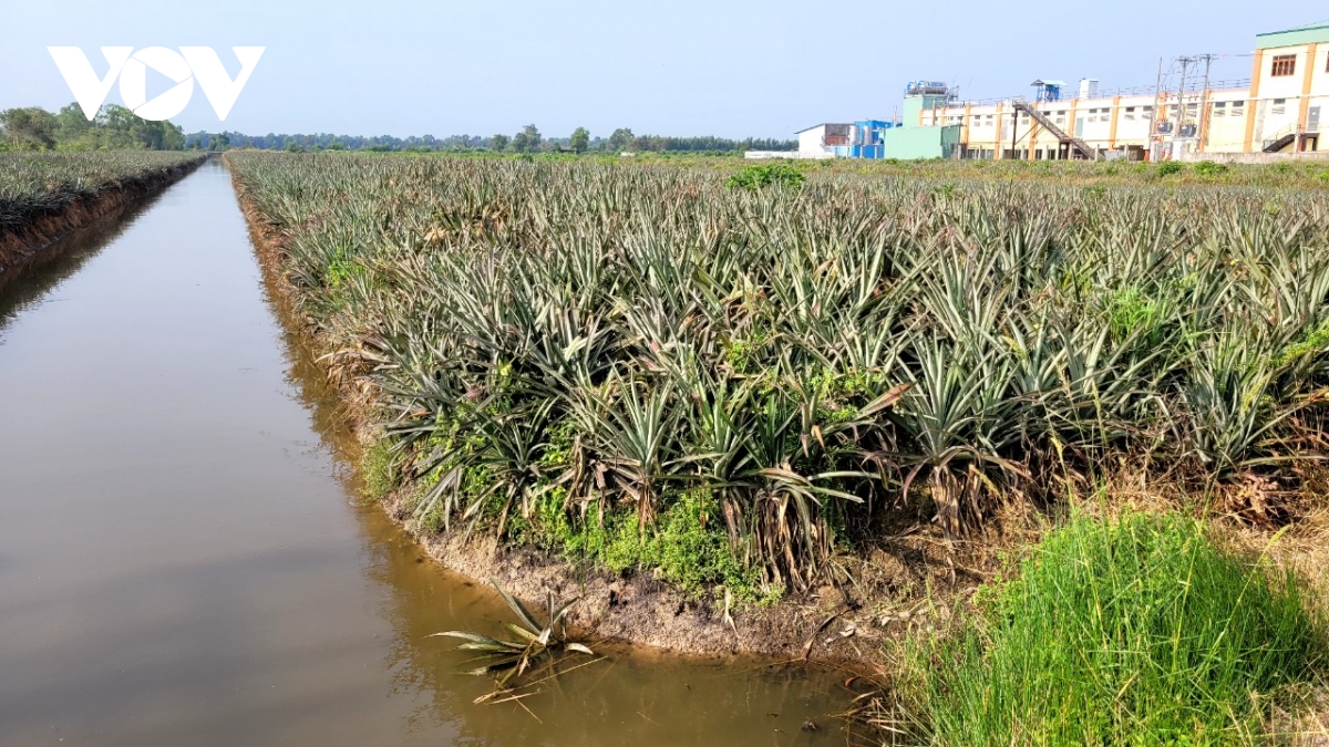 canh dong khom o vung Dong thap muoi tuoi tot trong mua kho han hinh anh 1