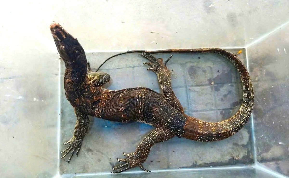 ky da hoa quy hiem bo vao phong ngu, nguoi dan bat giao nop hinh anh 1