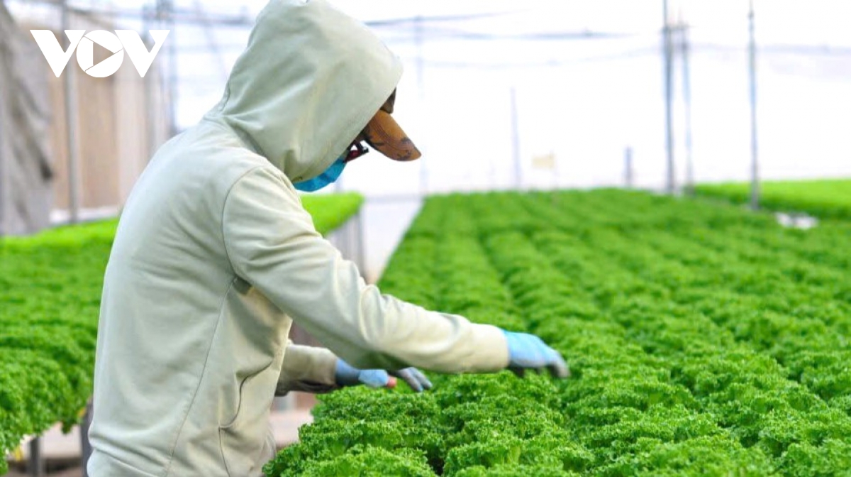 lam Dong duy tri xu huong tich cuc trong xuat khau nong, thuy san hinh anh 1