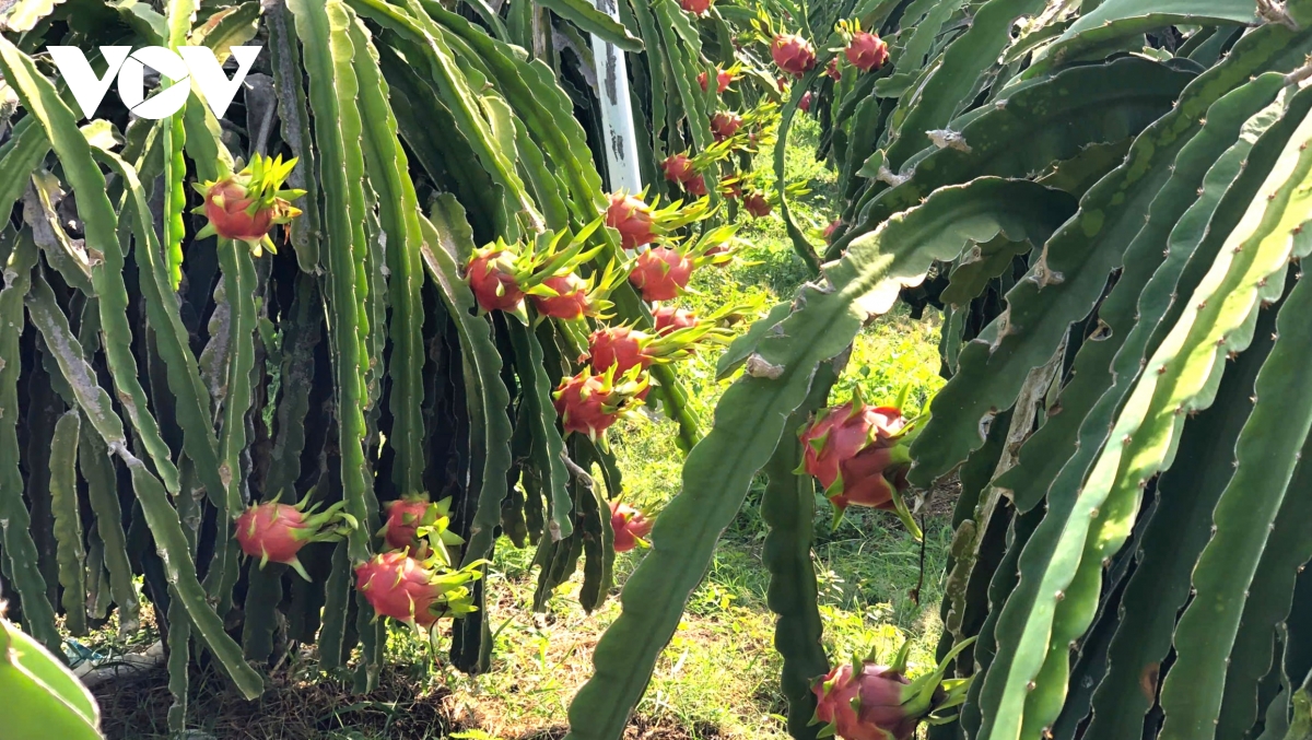 lam Dong duy tri xu huong tich cuc trong xuat khau nong, thuy san hinh anh 2