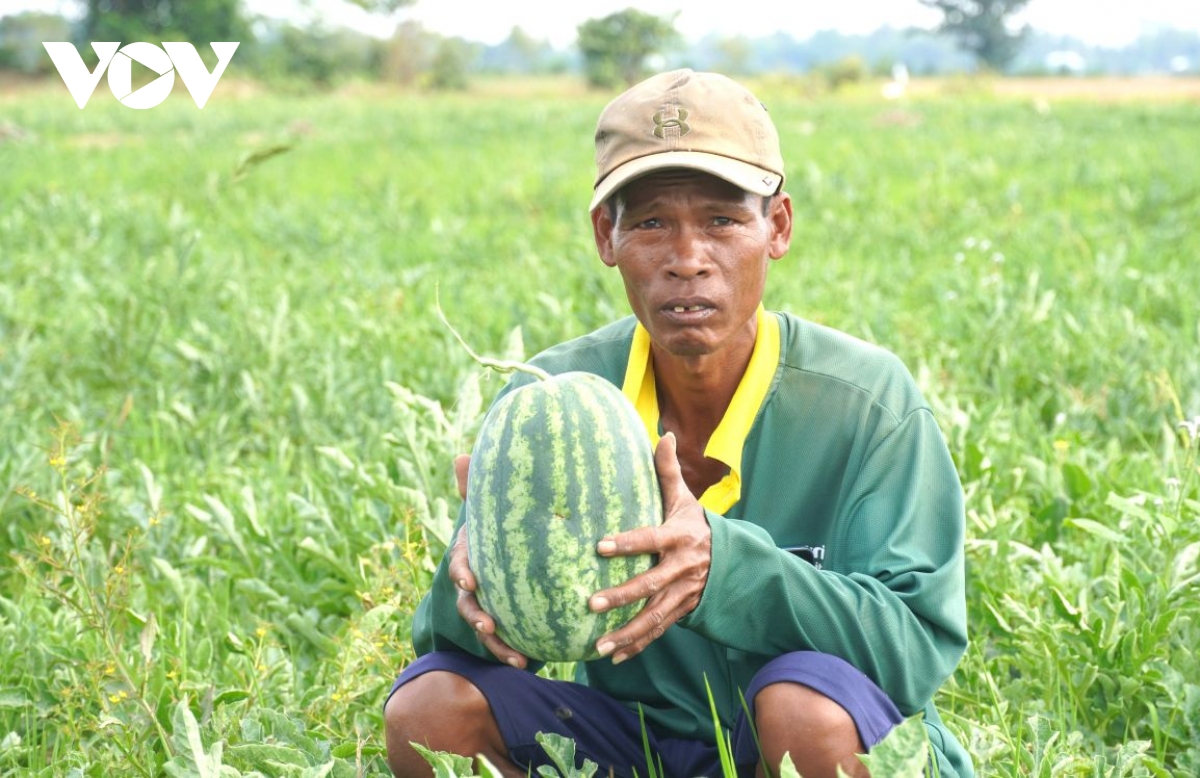 nong dan can tho chuyen tu lua vu 3 sang trong cay mau, tang thu nhap mua kho hinh anh 2