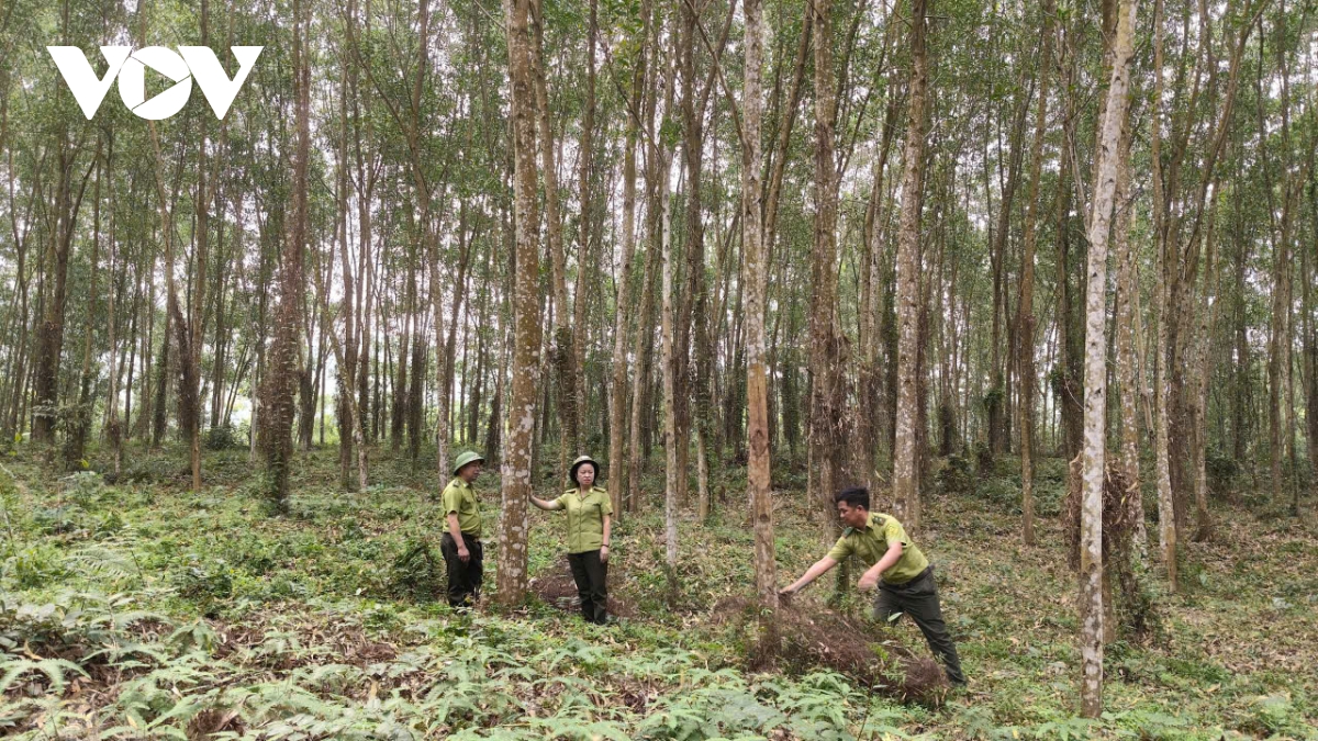 giu rung mua hanh kho o thai nguyen hinh anh 3