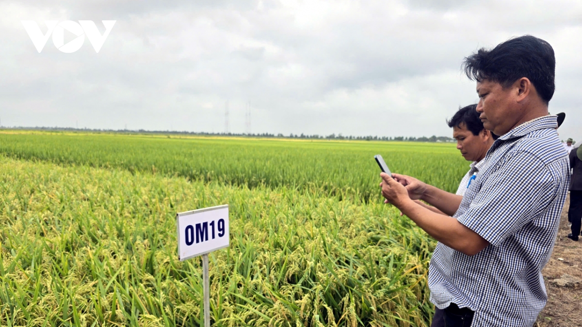 Dinh vi gao viet tren ban do the gioi tu giong lua chat luong cao hinh anh 1