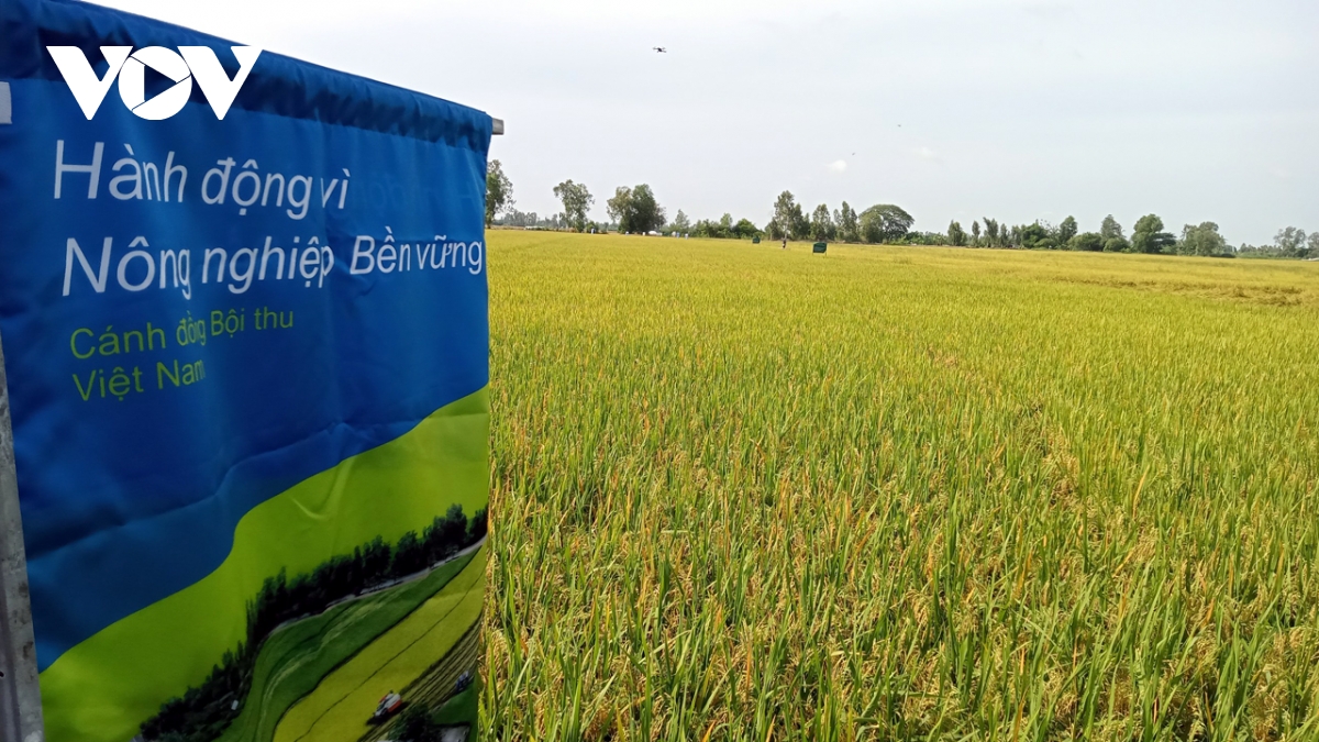 Dinh vi gao viet tren ban do the gioi tu giong lua chat luong cao hinh anh 2