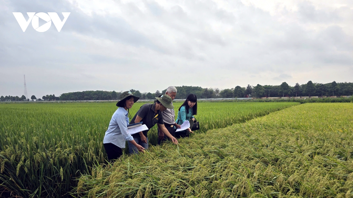 Dinh vi gao viet tren ban do the gioi tu giong lua chat luong cao hinh anh 3