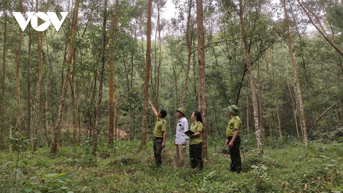 giu rung mua hanh kho o thai nguyen hinh anh 2