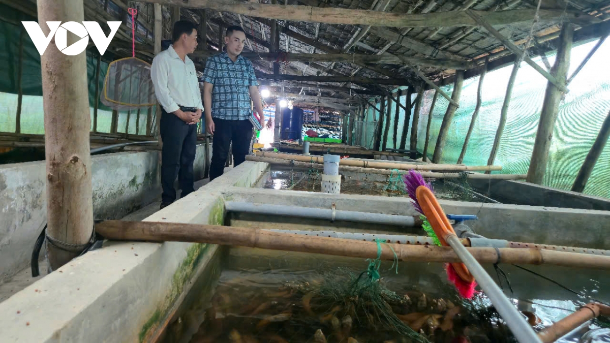 4.000 tan luon qua lua vi gia thap khien nguoi nuoi luon can tho dieu dung hinh anh 1