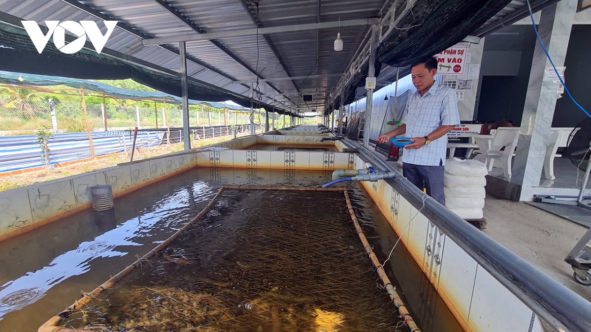 4.000 tan luon qua lua vi gia thap khien nguoi nuoi luon can tho dieu dung hinh anh 2