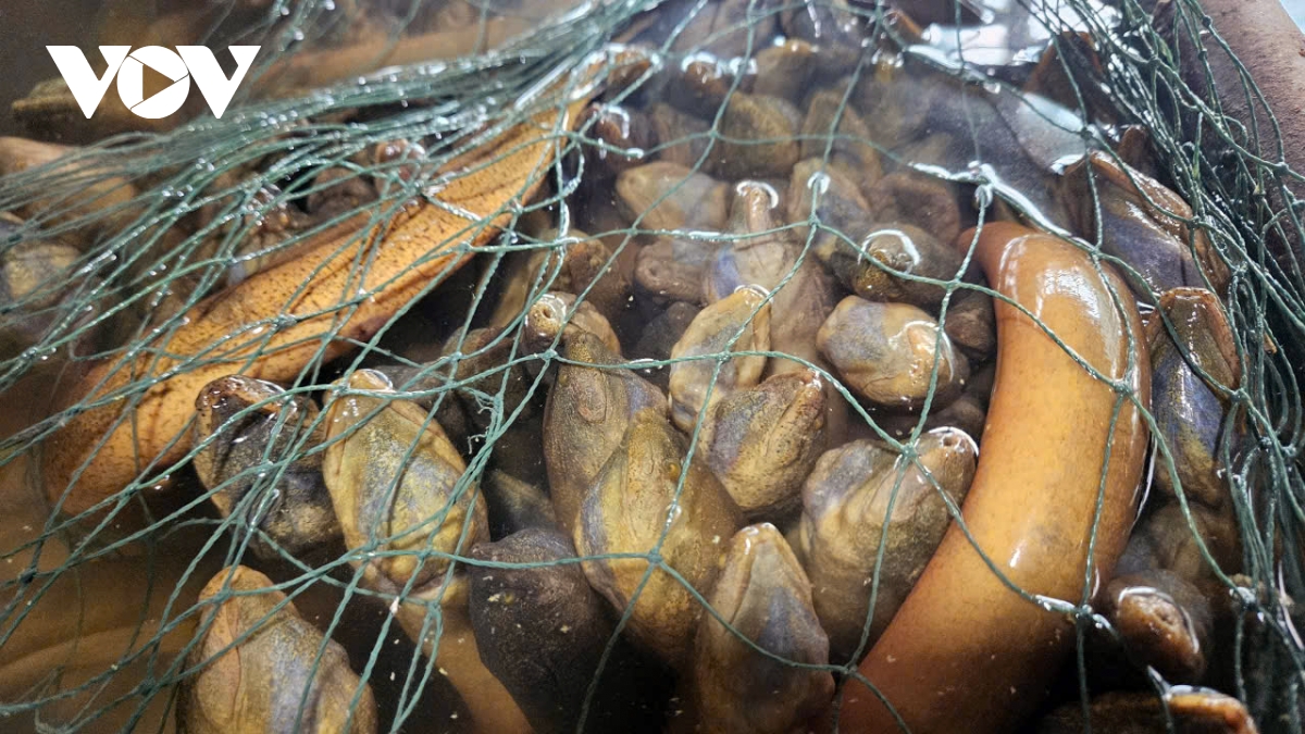 4.000 tan luon qua lua vi gia thap khien nguoi nuoi luon can tho dieu dung hinh anh 3