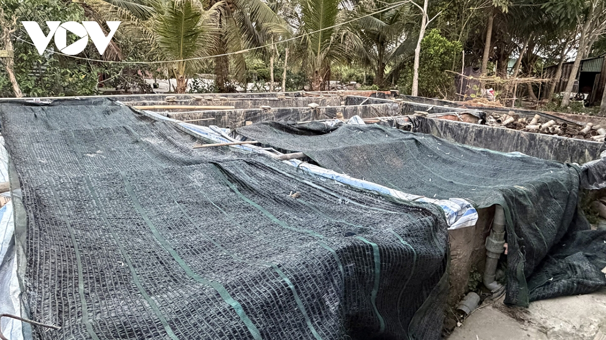 4.000 tan luon qua lua vi gia thap khien nguoi nuoi luon can tho dieu dung hinh anh 4