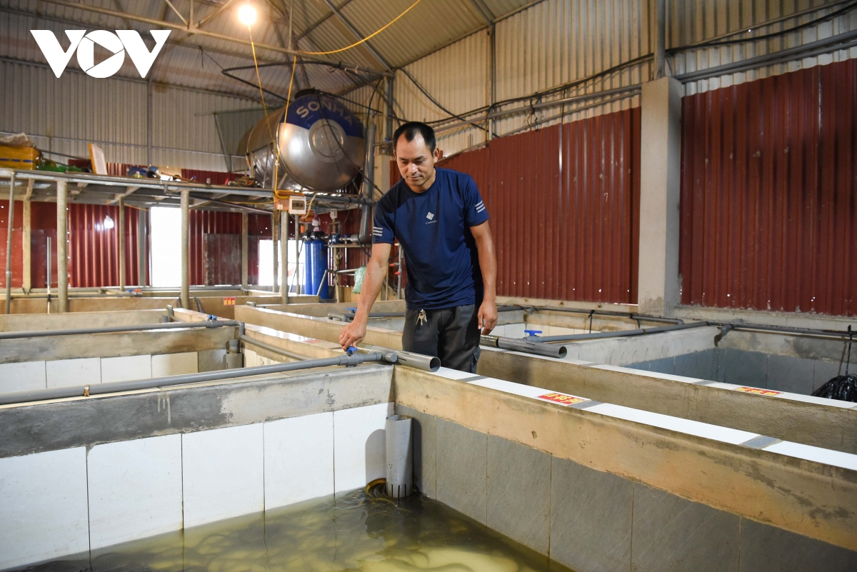 mo hinh nuoi luon doc la tren tang thuong o bac ninh, hieu qua bat ngo hinh anh 1