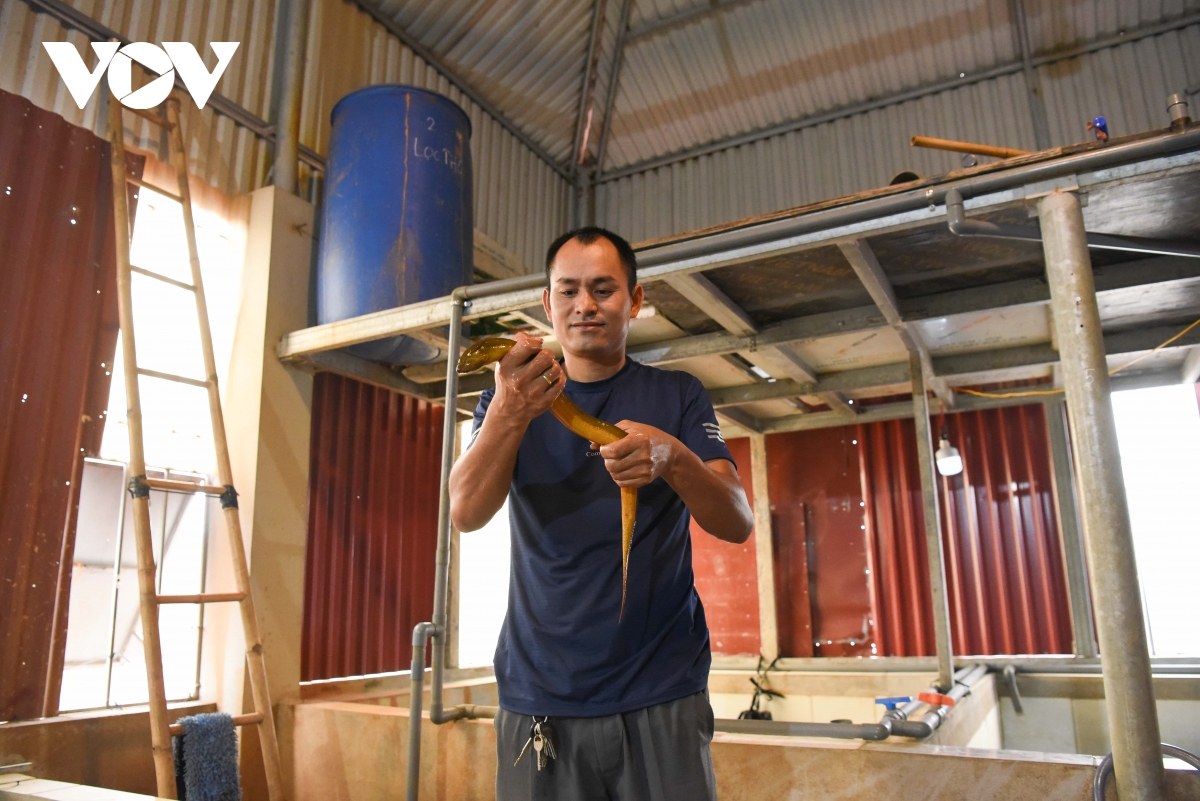 mo hinh nuoi luon doc la tren tang thuong o bac ninh, hieu qua bat ngo hinh anh 2