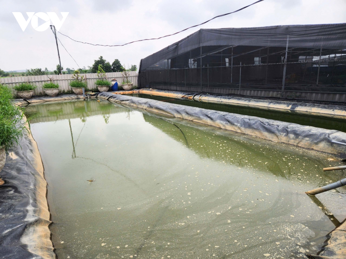 mo hinh nuoi luon doc la tren tang thuong o bac ninh, hieu qua bat ngo hinh anh 5