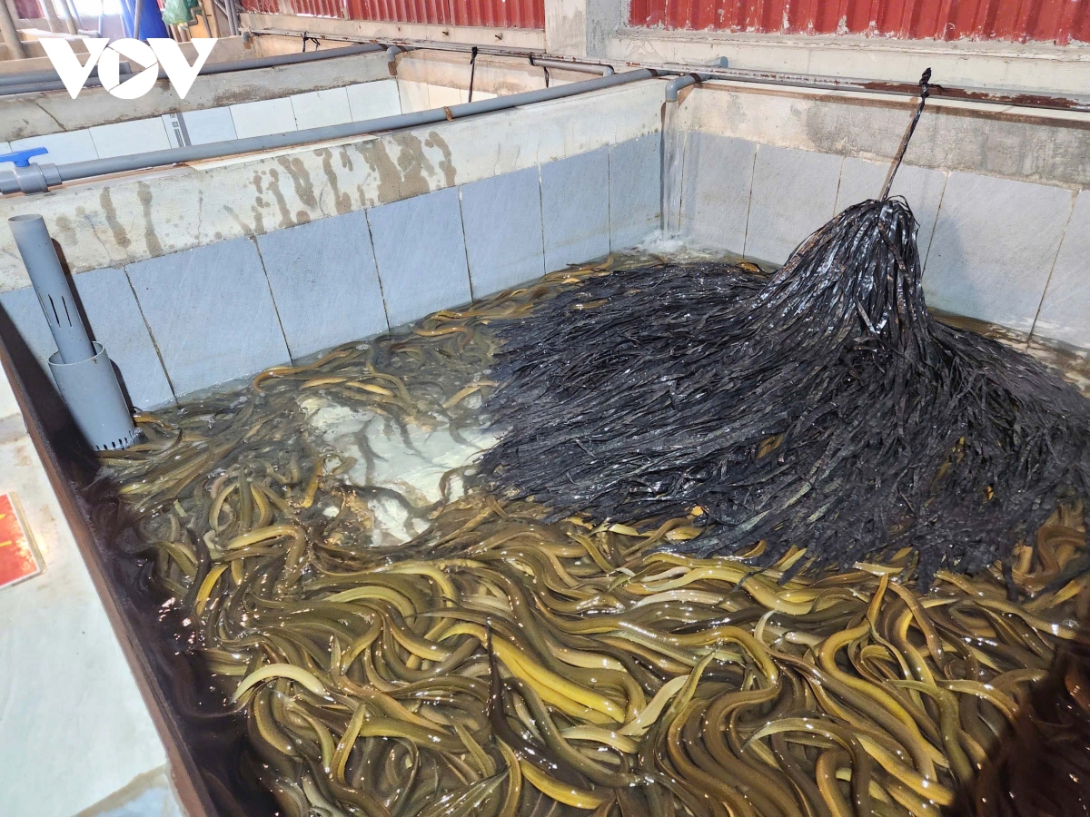 mo hinh nuoi luon doc la tren tang thuong o bac ninh, hieu qua bat ngo hinh anh 3