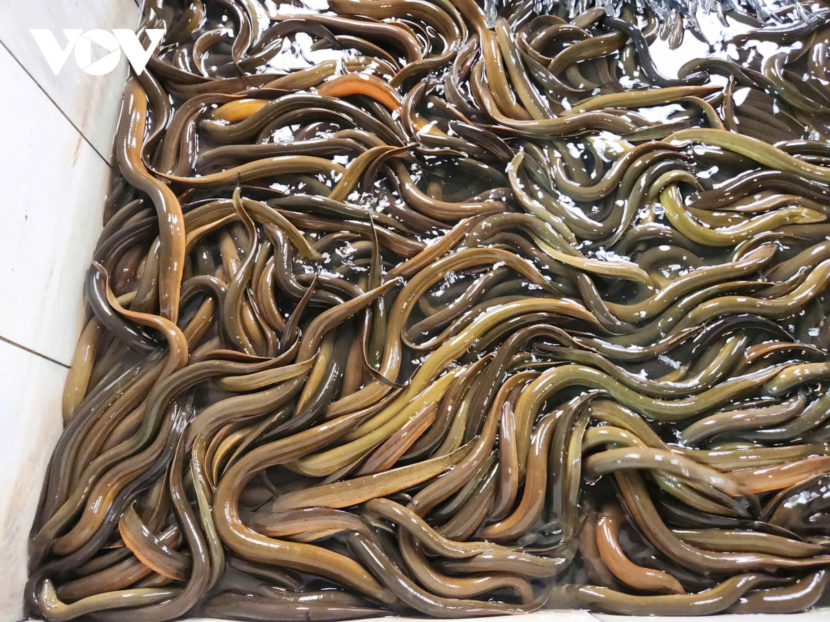 mo hinh nuoi luon doc la tren tang thuong o bac ninh, hieu qua bat ngo hinh anh 4