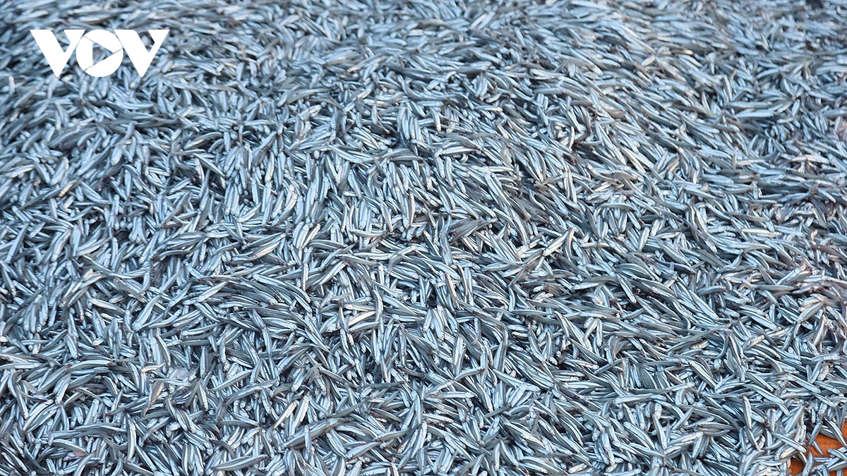 ve dep dung di day suc song duoi anh binh minh o cang ly son hinh anh 8