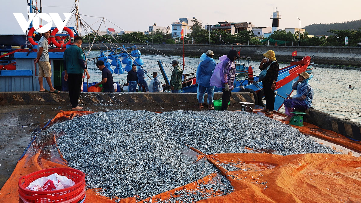 ve dep dung di day suc song duoi anh binh minh o cang ly son hinh anh 13