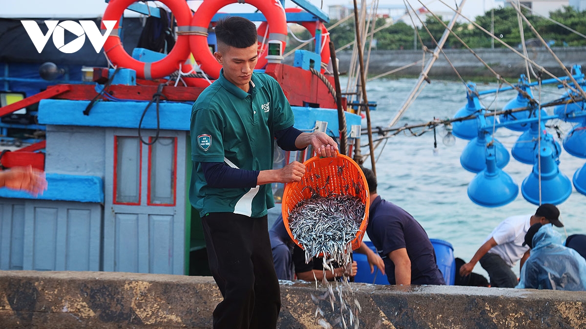 Vẻ đẹp dung dị đầy sức sống dưới ánh bình minh ở cảng Lý Sơn