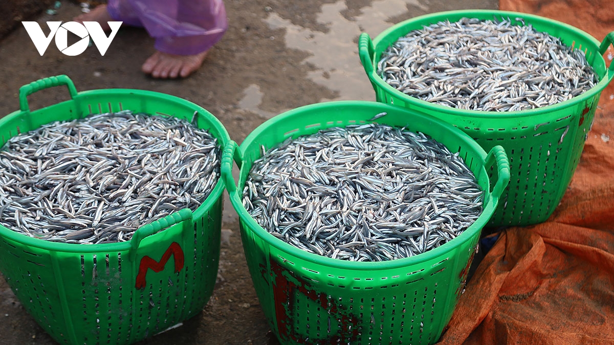 ve dep dung di day suc song duoi anh binh minh o cang ly son hinh anh 5