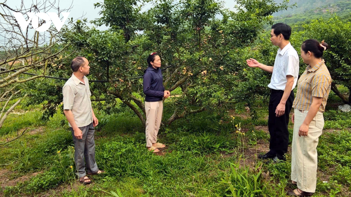 man chin som di truoc mua giup nong dan son la thang lon hinh anh 1