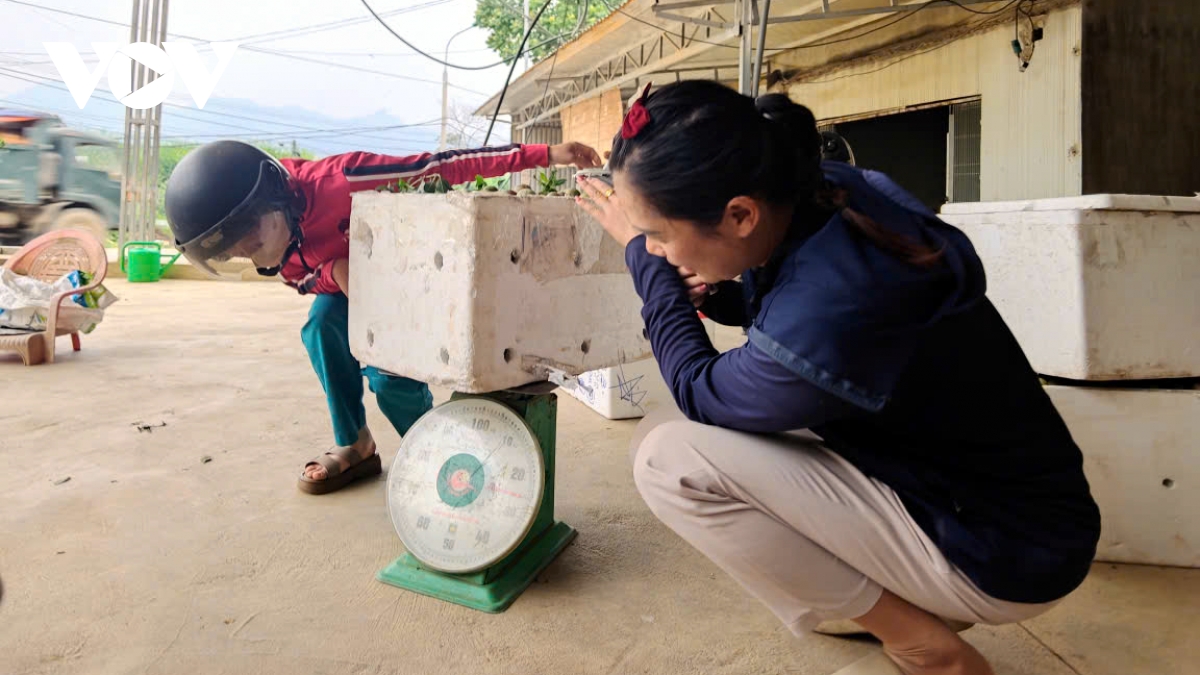 man chin som di truoc mua giup nong dan son la thang lon hinh anh 2