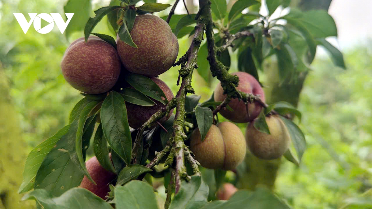 man chin som di truoc mua giup nong dan son la thang lon hinh anh 3