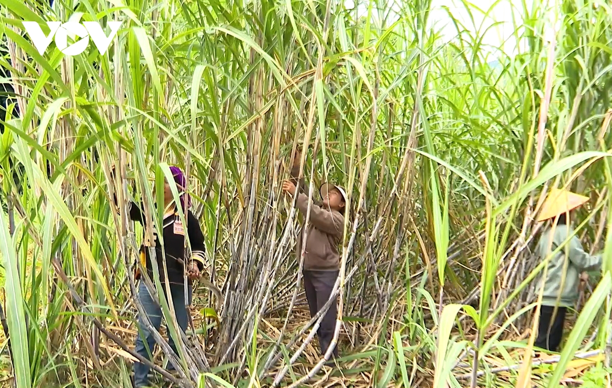 go nut that dau ra cho nong san vung cao lai chau hinh anh 3