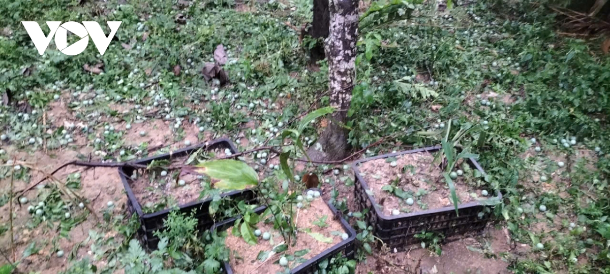 mua da lon bat ngo trut xuong lao cai, lam 4 nguoi bi thuong hinh anh 3