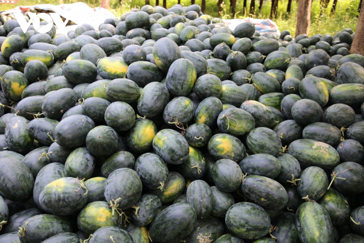 gia dua hau giam con 3.000 dong kg, nong dan lo lang giua vu mua hinh anh 5