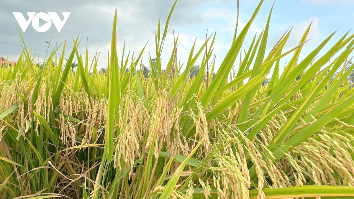 De an 1 trieu ha lua dinh hinh huong di san xuat xanh, phat thai thap hinh anh 3