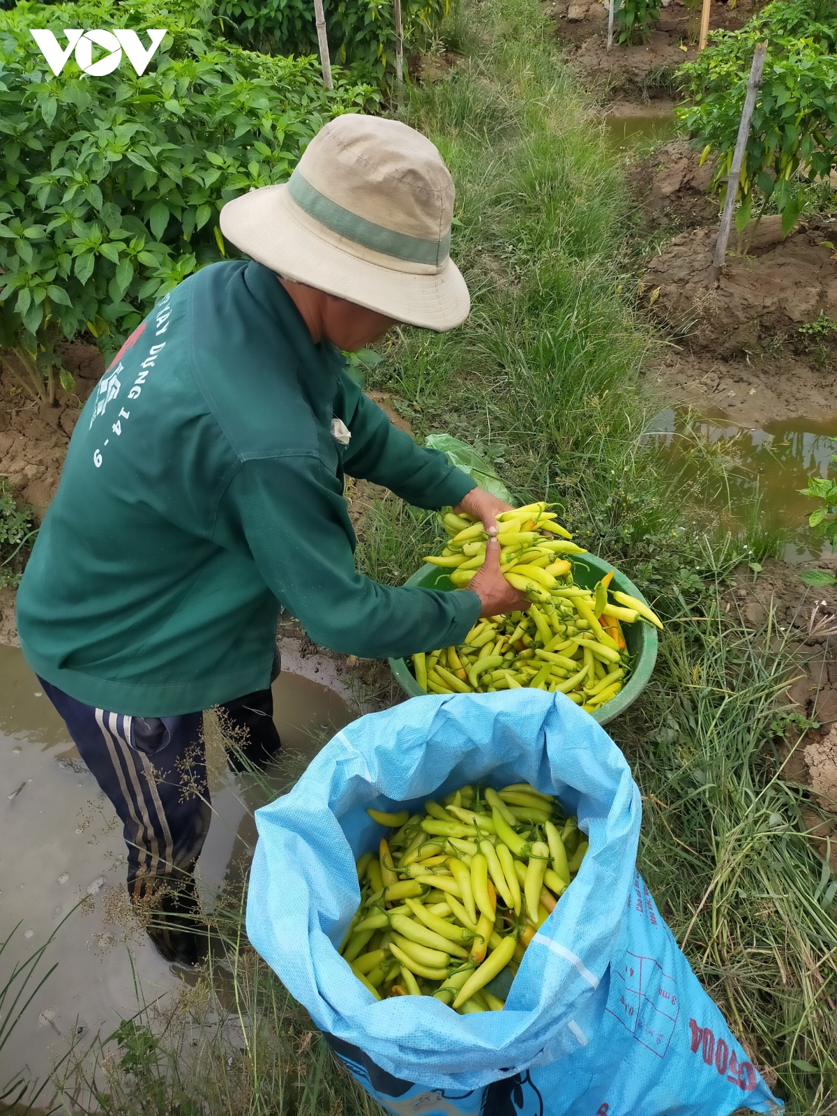 kinh te tinh Dong thap quy i dat nhieu con so but pha hinh anh 2