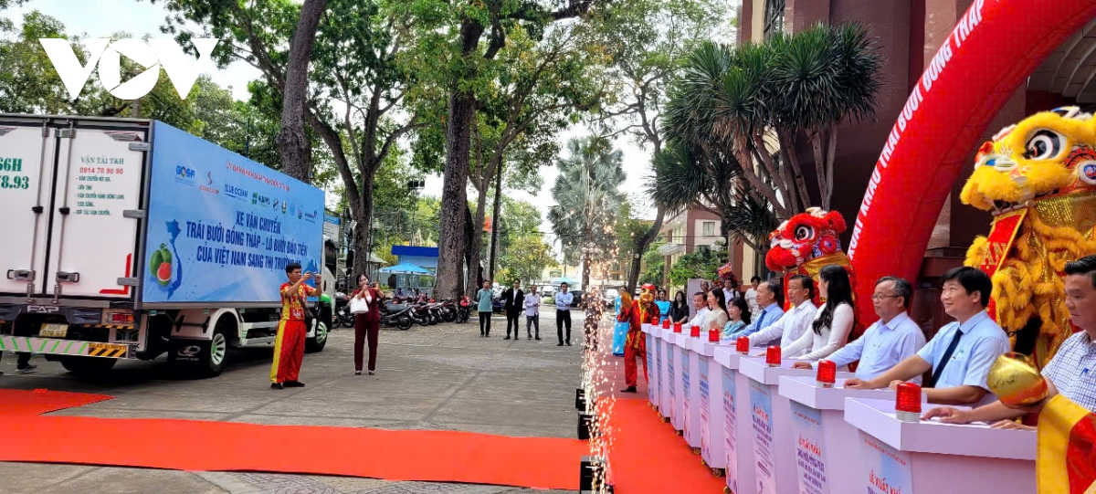Dong thap dua lo buoi da xanh dau tien xuat khau sang thi truong Uc hinh anh 3