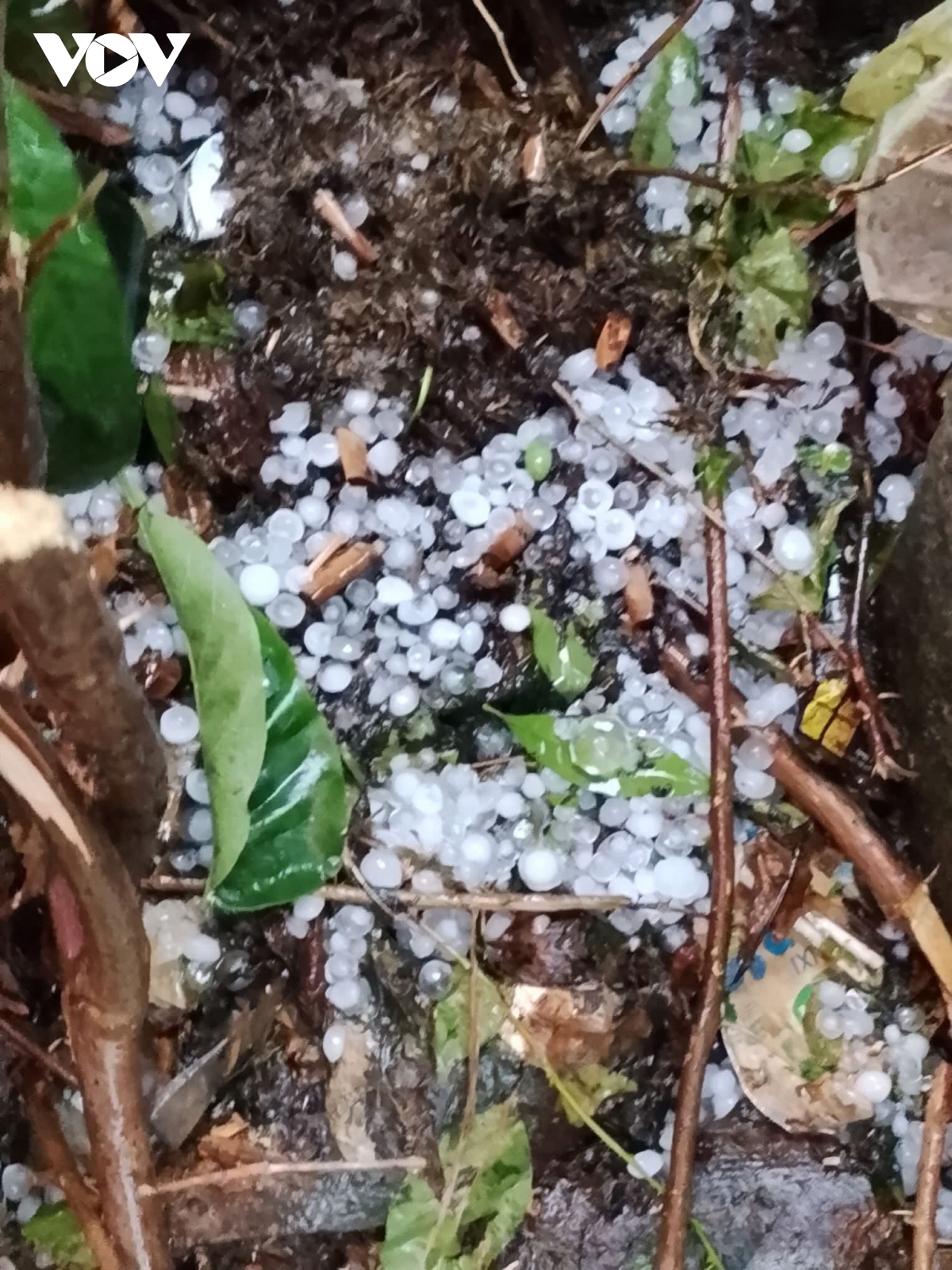 dong loc kem theo mua lon gay thiet hai tai san nguoi dan o thanh hoa hinh anh 4