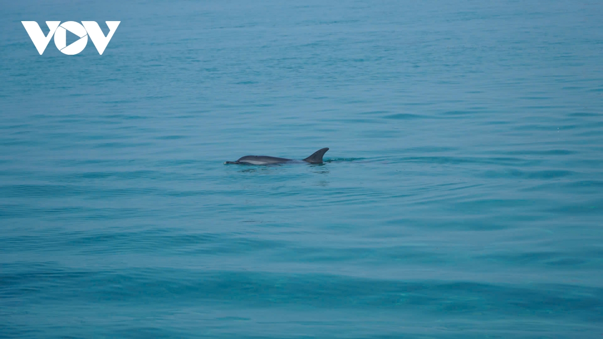 ca heo bat ngo xuat hien o vung bien gan bo dac khu ly son, quang ngai hinh anh 1
