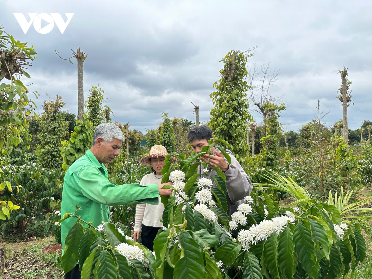giao dich hang hoa phai sinh giup nong dan khong phai danh du theo thi truong hinh anh 1