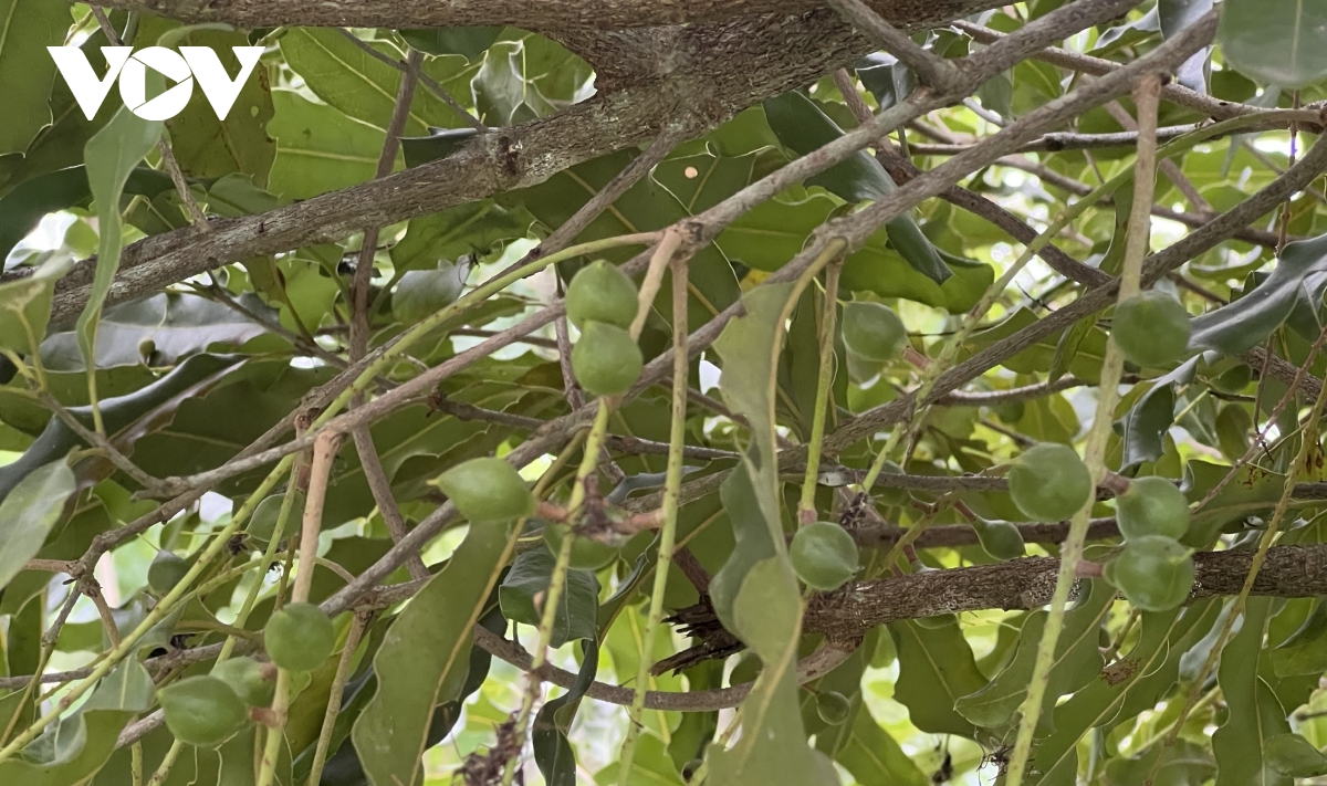 mac ca xen canh che ky vong moi tren nhung nong truong xua o lao cai hinh anh 3