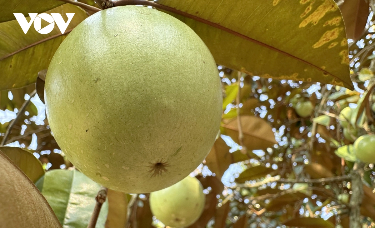 an ninh nguon nuoc o Dbscl xu ly nuoc mat, dung khai thac nuoc ngam hinh anh 3