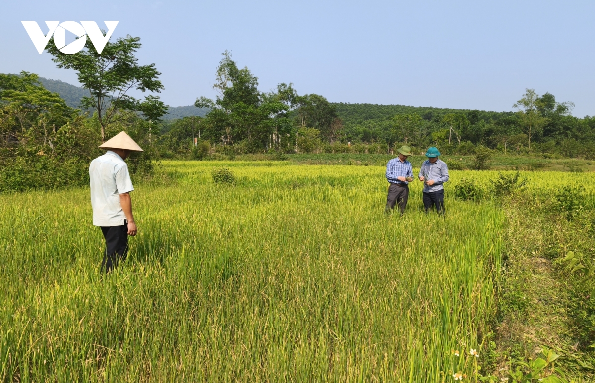 xa mien nui quang tri lan dau tien phai chong han vu Dong xuan hinh anh 1