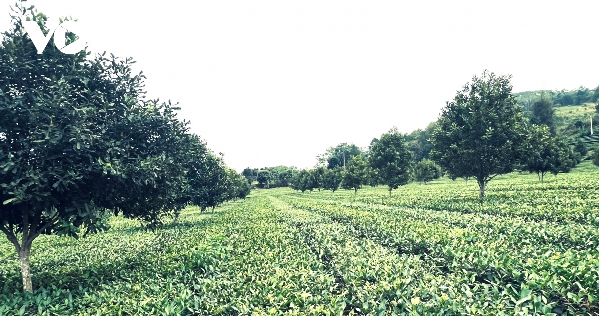 mac ca xen canh che ky vong moi tren nhung nong truong xua o lao cai hinh anh 1