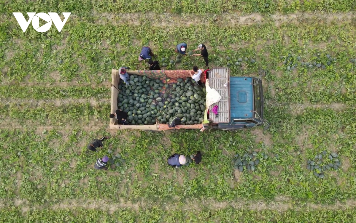 gia dua hau giam con 3.000 dong kg, nong dan lo lang giua vu mua hinh anh 1